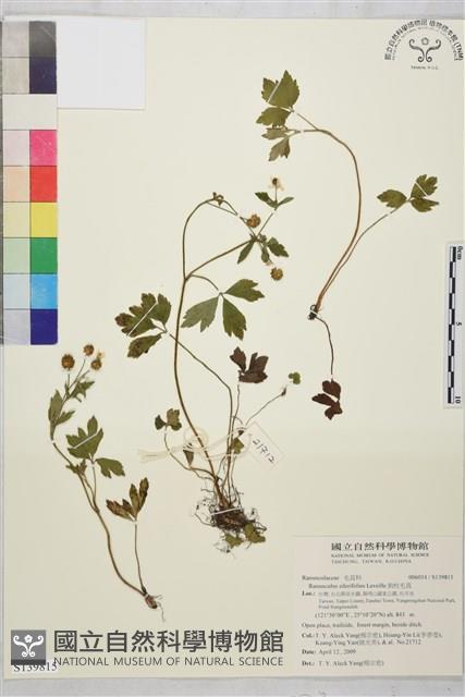 鉤柱毛茛藏品圖，第1張