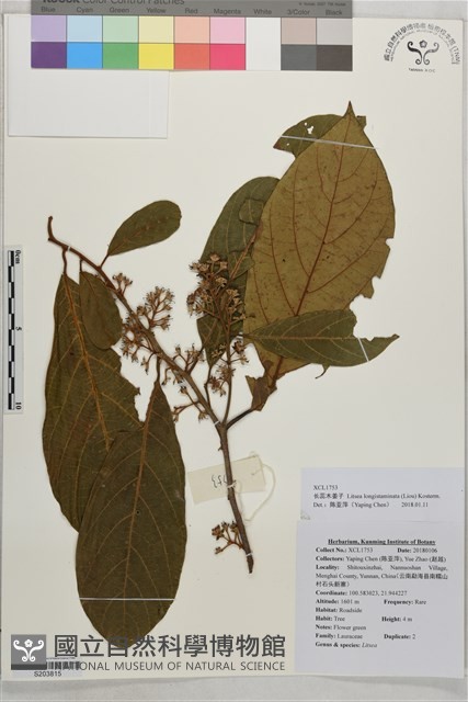 長蕊木姜子藏品圖，第1張