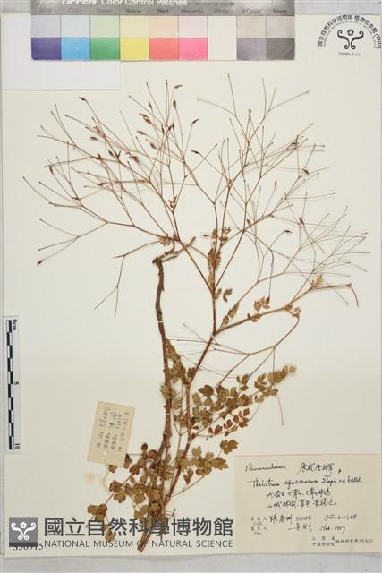 展枝唐松草藏品圖，第1張