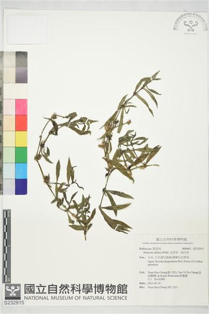 定經草、珠仔草藏品圖，第1張