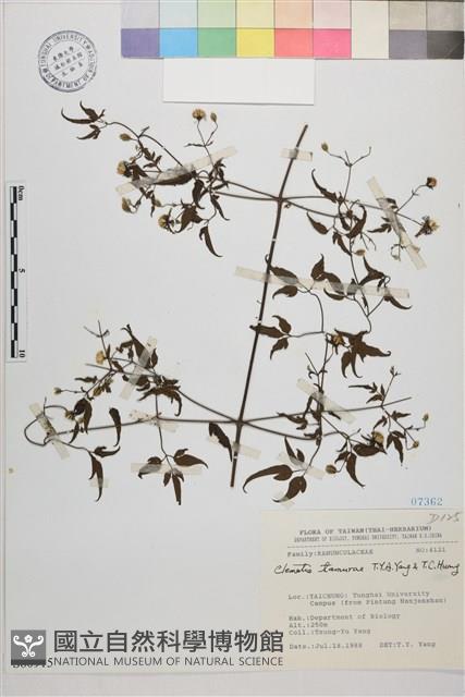 田村氏鐵線蓮藏品圖，第1張