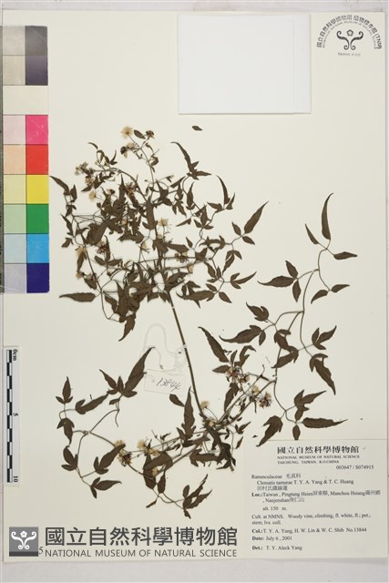 田村氏鐵線蓮藏品圖，第1張