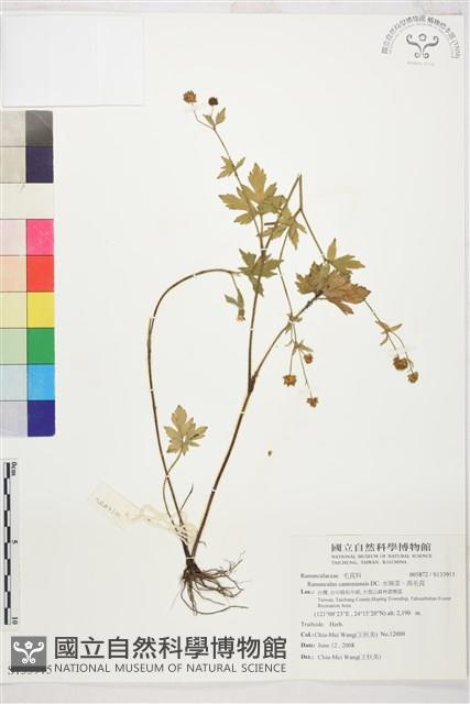 水辣菜、禺毛茛藏品圖，第1張