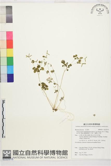 鐵線蕨葉人字果、臺灣人字果藏品圖，第1張