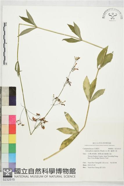 輪葉沙參藏品圖，第1張