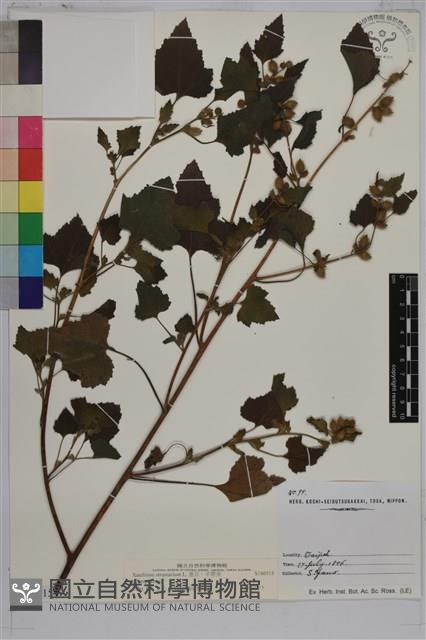 蒼耳、羊帶來藏品圖，第1張