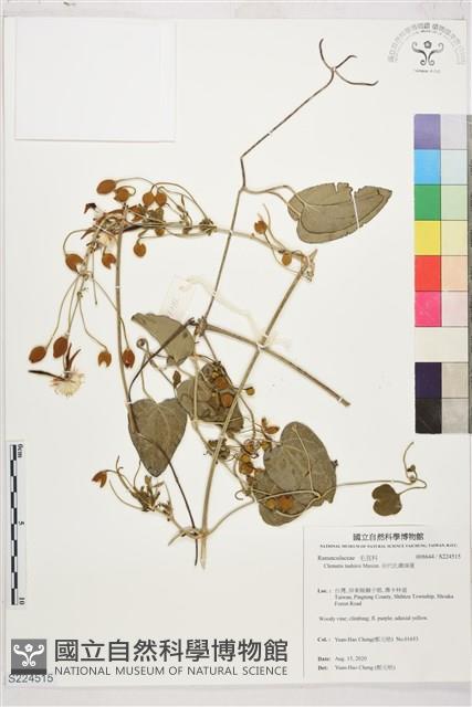 田代氏鐵線蓮藏品圖，第1張