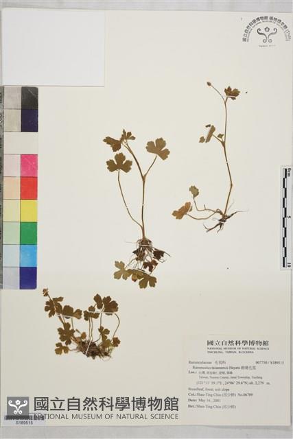 鹿場毛茛藏品圖，第1張