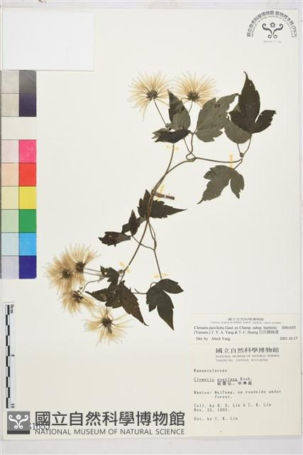 巴氏鐵線蓮藏品圖，第1張