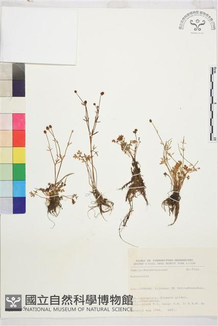 登錄號:S031655藏品圖，第1張