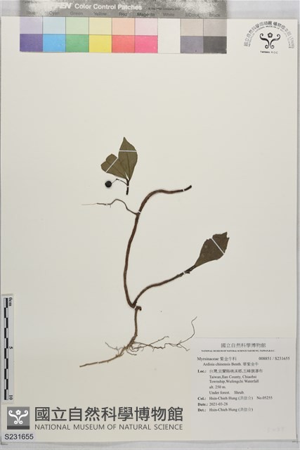 華紫金牛藏品圖，第1張