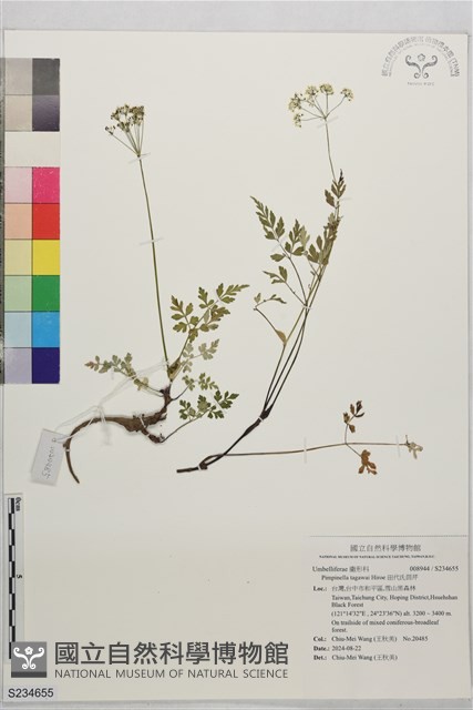 田代氏茴芹藏品圖，第1張