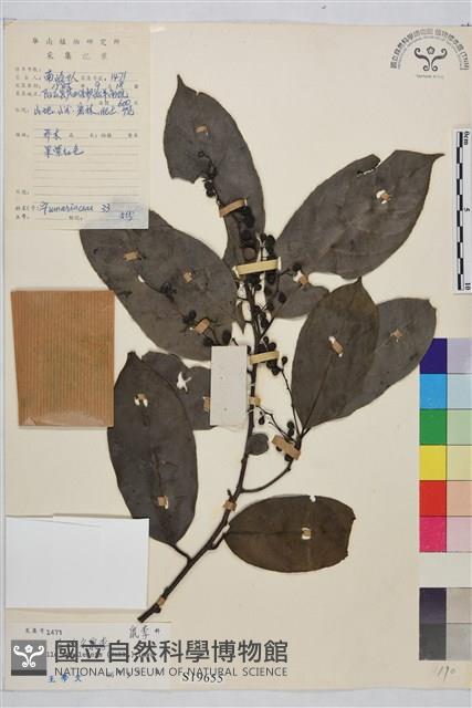 尼泊爾鼠李藏品圖，第1張