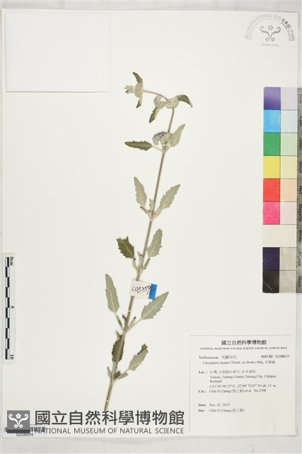 灰葉蕕藏品圖，第1張