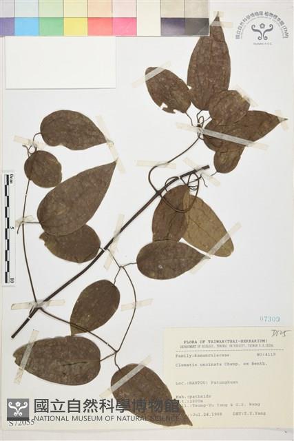 柱果鐵線蓮藏品圖，第2張