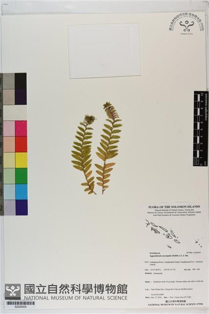 登錄號:S200055藏品圖，第1張