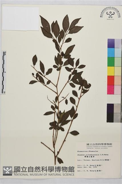 畢祿山鼠李藏品圖，第1張