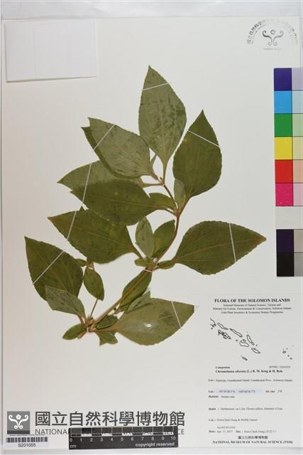 香澤蘭、飛機草藏品圖，第1張