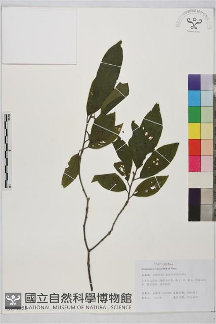 鈍齒鼠李藏品圖，第1張