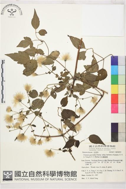 巴氏鐵線蓮藏品圖，第2張