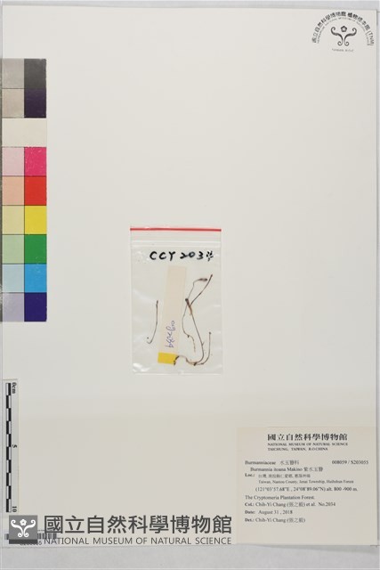 紫水玉簪藏品圖，第1張