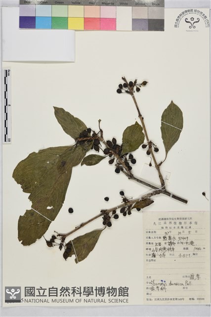 鼠李、臭李子藏品圖，第1張