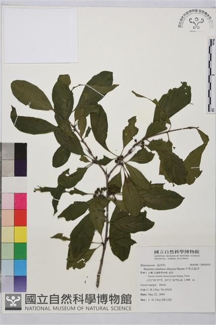 Nakahara Buckthorn Collection Image