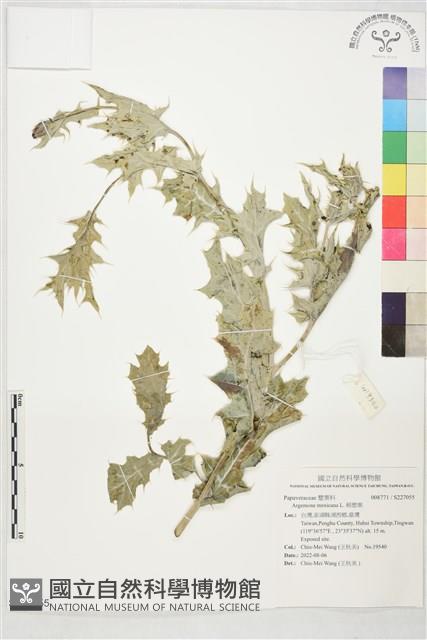 薊罌粟藏品圖，第1張