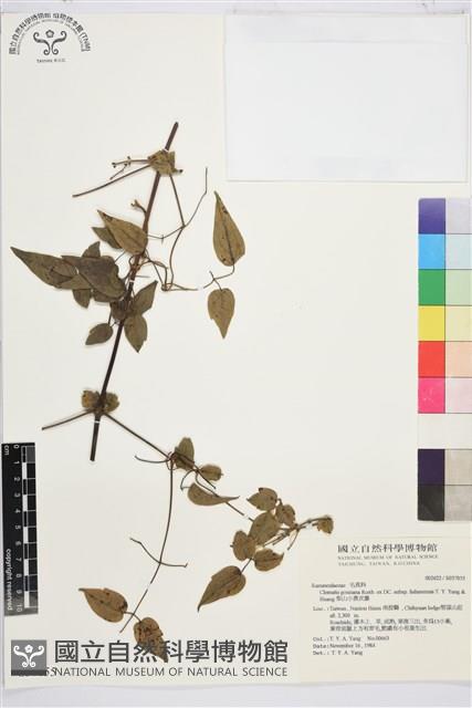 梨山小蓑衣藤藏品圖，第2張