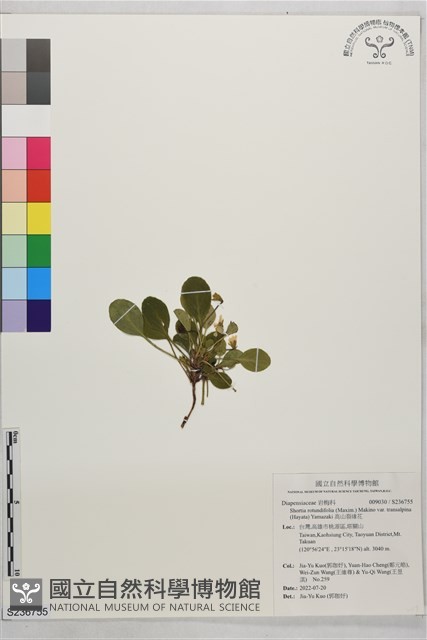 高山裂緣花藏品圖，第1張