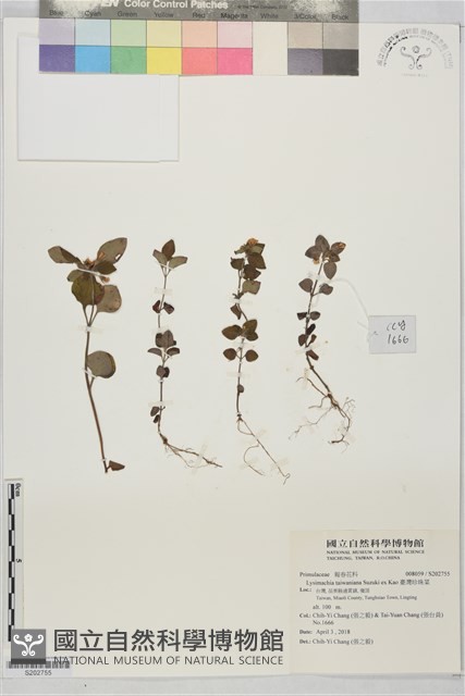 臺灣珍珠菜藏品圖，第1張