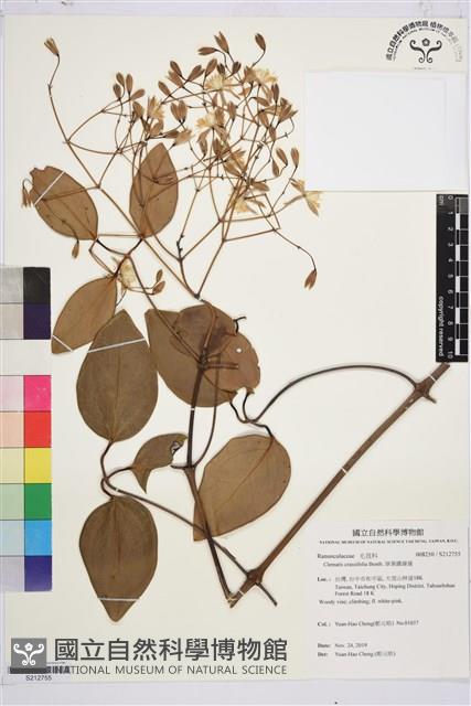 厚葉鐵線蓮藏品圖，第1張