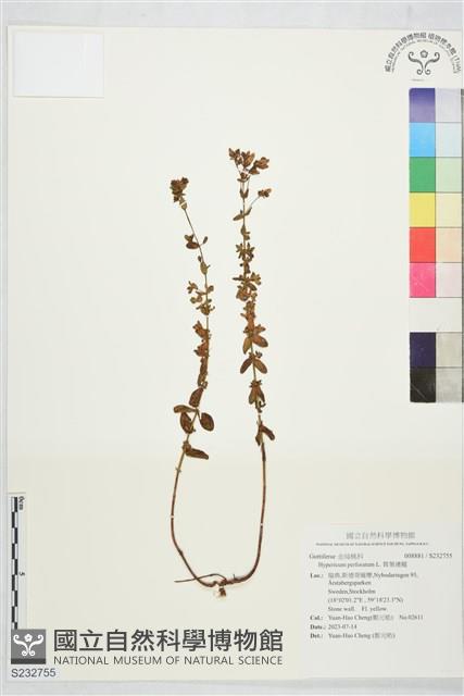 貫葉連翹藏品圖，第1張