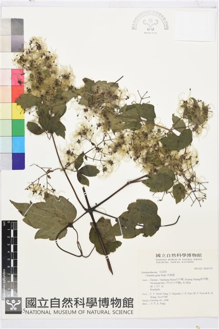 串鼻龍藏品圖，第2張