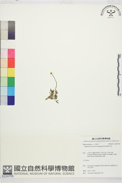 蓬萊毛茛藏品圖，第1張