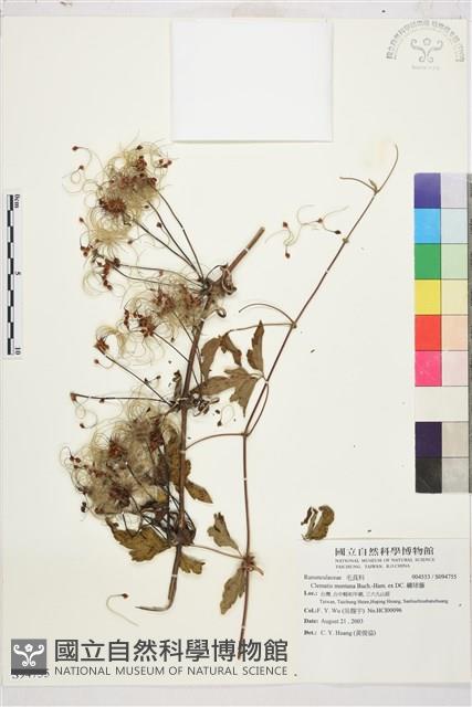 繡球藤藏品圖，第1張