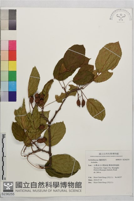 登錄號:S236255藏品圖，第1張