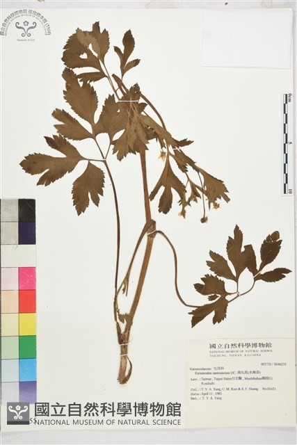 水辣菜、禺毛茛藏品圖，第1張