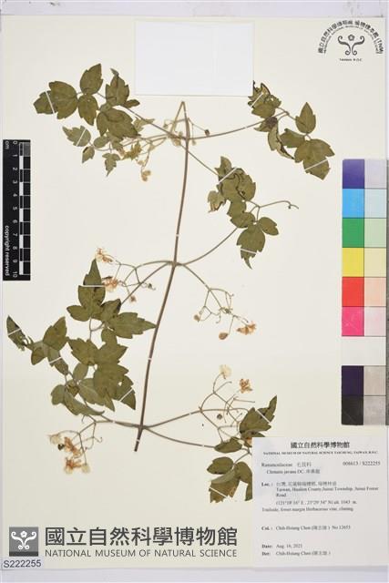 串鼻龍藏品圖，第1張