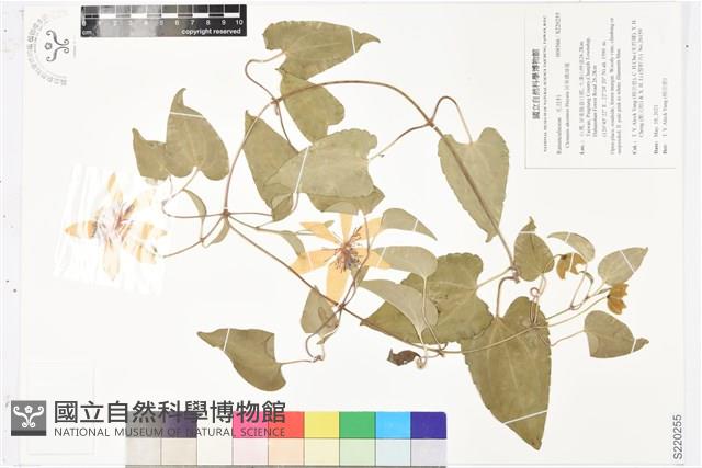 屏東鐵線蓮藏品圖，第1張