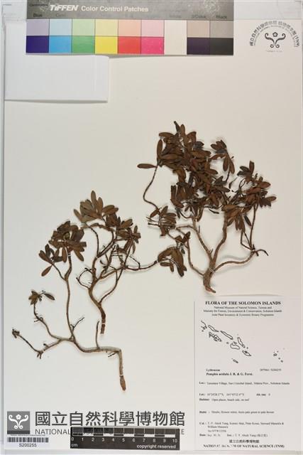 Reef Pemphis Collection Image