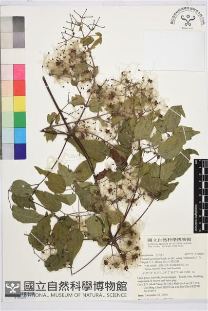 Accession Number:S190255 Collection Image