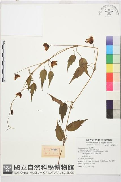 曲柄鐵線蓮藏品圖，第1張