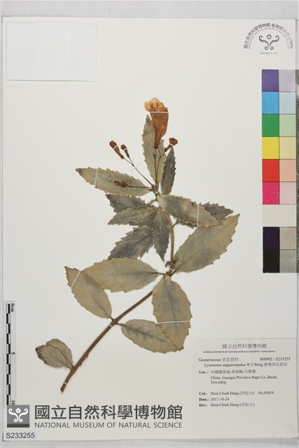 狹萼吊石苣苔藏品圖，第1張