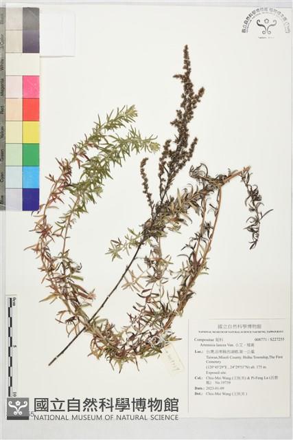 小艾、矮蒿藏品圖，第1張