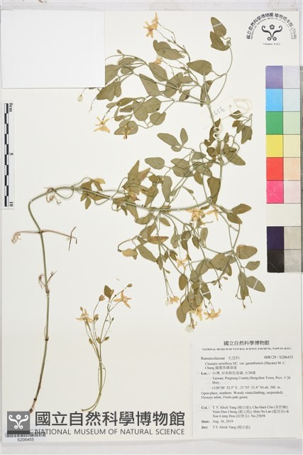 鵝鑾鼻鐵線蓮藏品圖，第1張