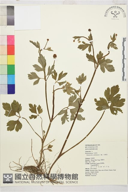 水辣菜、禺毛茛藏品圖，第1張