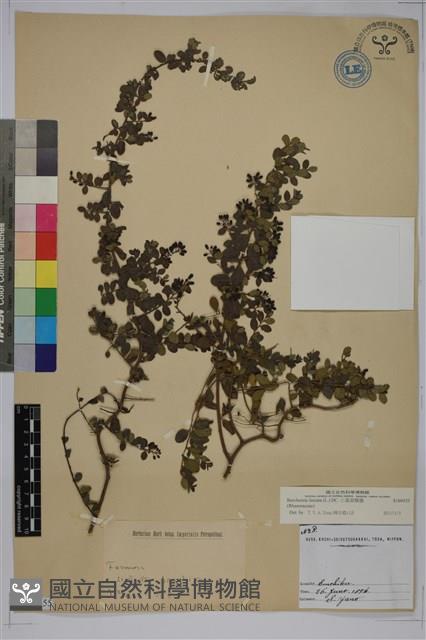 小葉黃鱔藤藏品圖，第1張