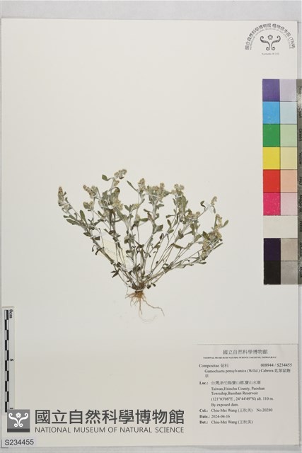 匙葉鼠麴草藏品圖，第1張