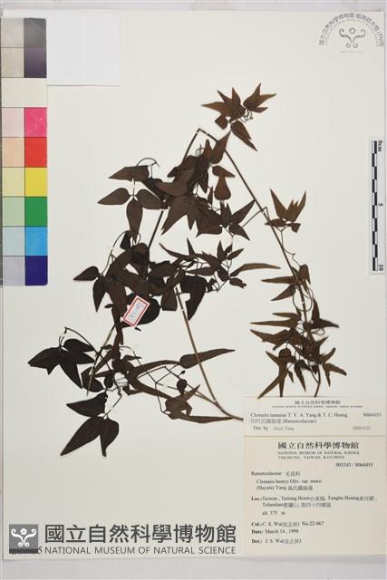 田村氏鐵線蓮藏品圖，第1張